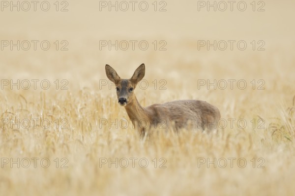 Roe deer (Capreolus capreolus) adult female doe animal in a farmland cereal field in summer, England, United Kingdom