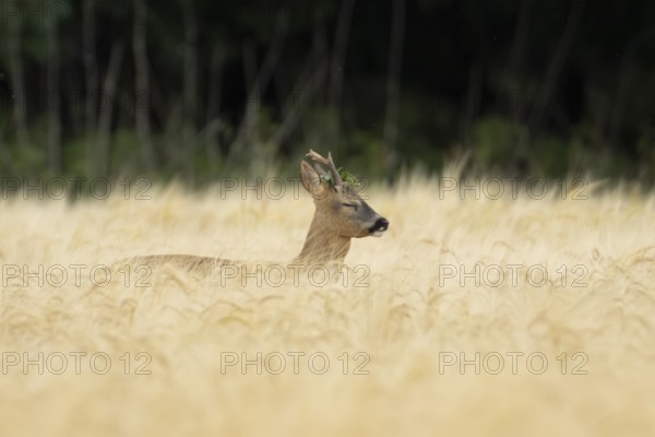 Roe deer (Capreolus capreolus) adult male buck animal in a farmland barley field in summer, England, United Kingdom
