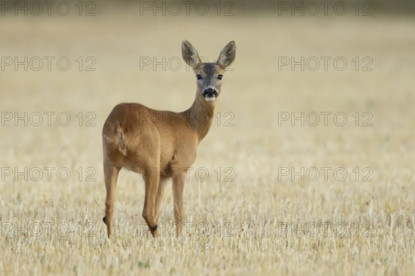 Roe deer (Capreolus capreolus) adult female doe animal in a farmland stubble field in summer, England, United Kingdom