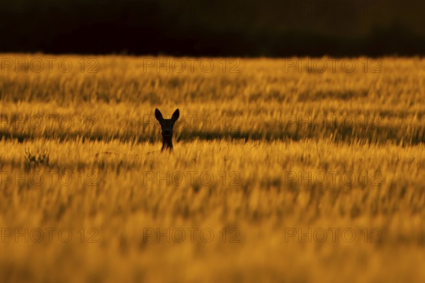 Roe deer (Capreolus capreolus) silhouette of an adult female doe animal in a farmland barley field in summer at sunset, England, United Kingdom