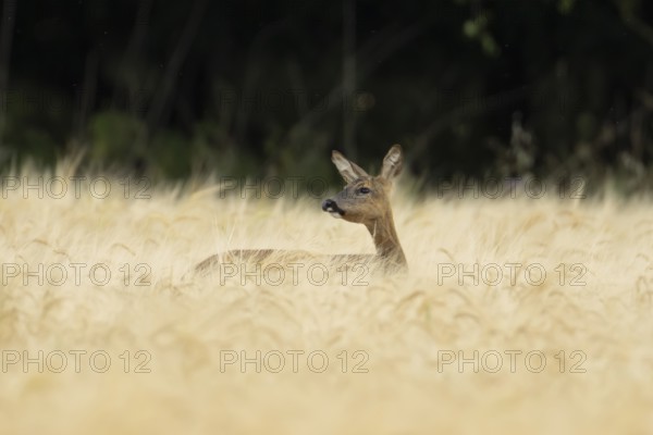 Roe deer (Capreolus capreolus) adult female doe animal in a farmland barley field in summer, England, United Kingdom