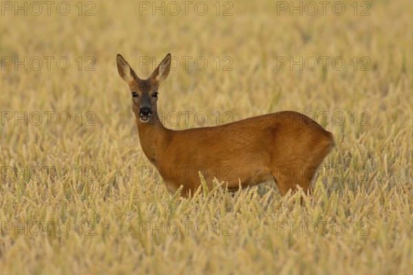 Roe deer (Capreolus capreolus) adult female doe animal in a farmland wheat field in summer, England, United Kingdom