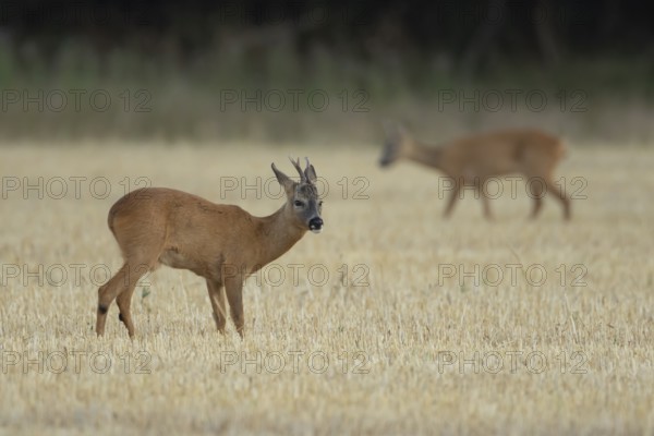 Roe deer (Capreolus capreolus) adult male buck animal in a farmland stubble field in summer, England, United Kingdom