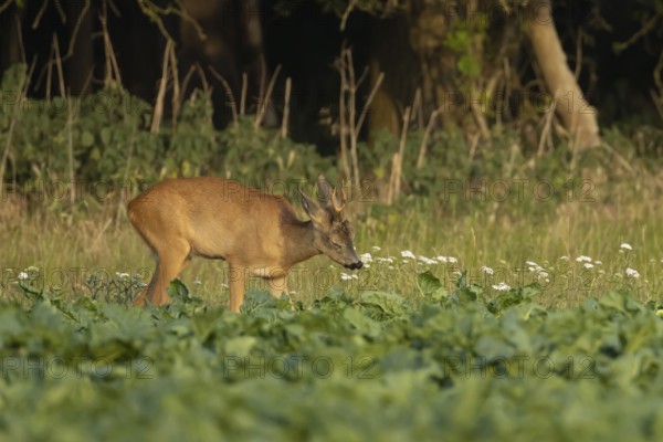 Roe deer (Capreolus capreolus) adult male buck animal feeding in a farm sugar beet crop on the edge of woodland in summer, England, United Kingdom