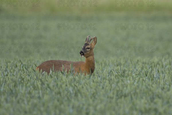 Roe deer (Capreolus capreolus) adult male buck animal feeding in a farmland wheat field in summer, England, United Kingdom