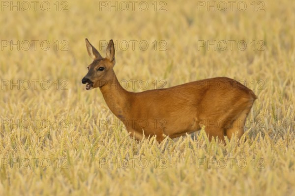 Roe deer (Capreolus capreolus) adult female doe animal in a farmland wheat field in summer, England, United Kingdom