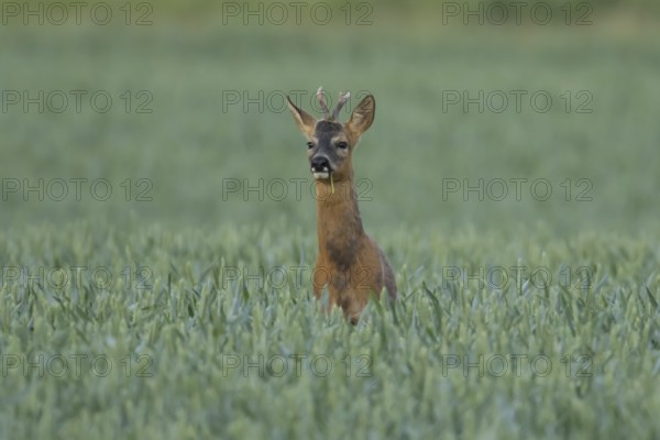 Roe deer (Capreolus capreolus) adult male buck animal in a farmland wheat field in summer, England, United Kingdom