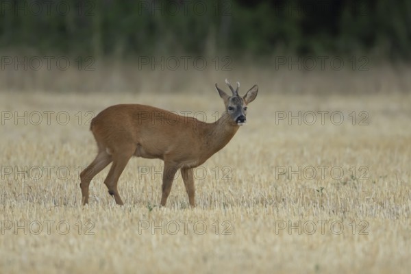 Roe deer (Capreolus capreolus) adult male buck animal in a farmland stubble field in summer, England, United Kingdom