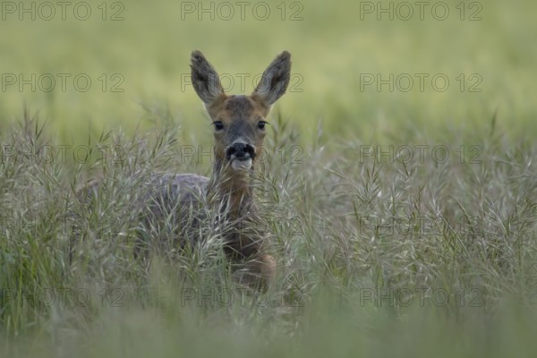 Roe deer (Capreolus capreolus) adult female doe animal in a farmland cereal field in summer, England, United Kingdom