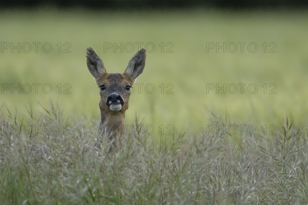 Roe deer (Capreolus capreolus) adult female doe animal in a farmland cereal field in summer, England, United Kingdom