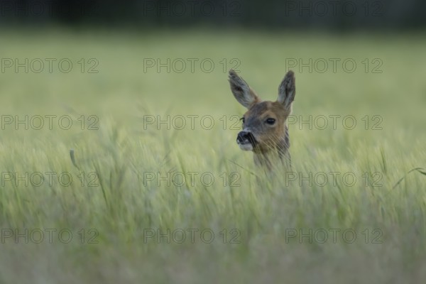Roe deer (Capreolus capreolus) adult female doe animal in a farmland cereal field in summer, England, United Kingdom