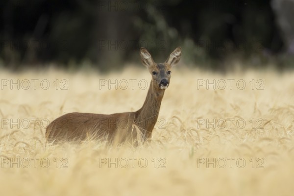 Roe deer (Capreolus capreolus) adult female doe animal in a farmland barley field in summer, England, United Kingdom