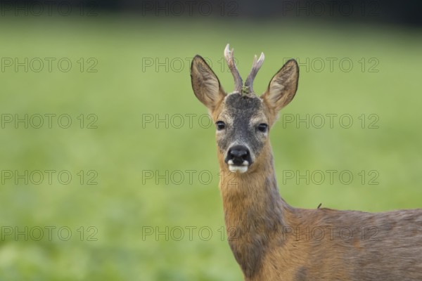 Roe deer (Capreolus capreolus) head portrait of an adult male buck animal in a farmland field in summer, England, United Kingdom