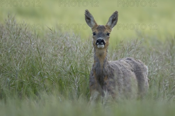 Roe deer (Capreolus capreolus) adult female doe animal in a farmland cereal field in summer, England, United Kingdom