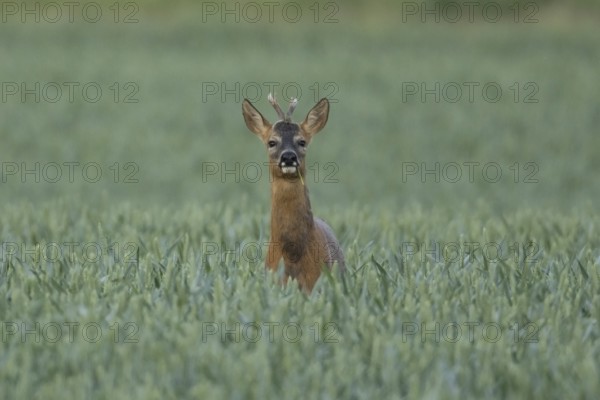 Roe deer (Capreolus capreolus) adult male buck animal in a farmland wheat field in summer, England, United Kingdom