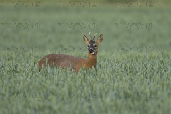 Roe deer (Capreolus capreolus) adult male buck animal feeding in a farmland wheat field in summer, England, United Kingdom