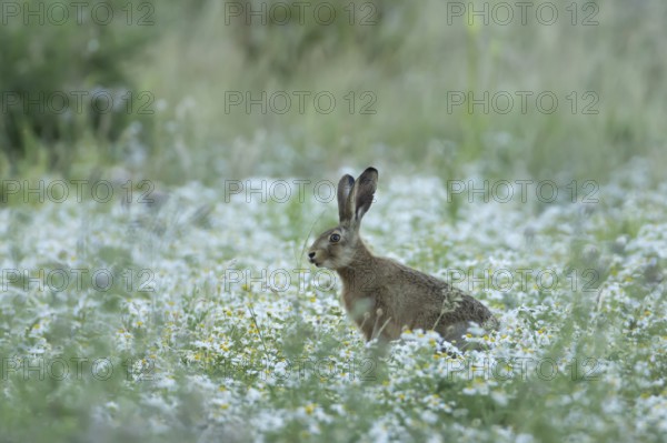 European brown hare (Lepus europaeus) adult animal in a farmland field with Mayflower flowers in summer, England, United Kingdom