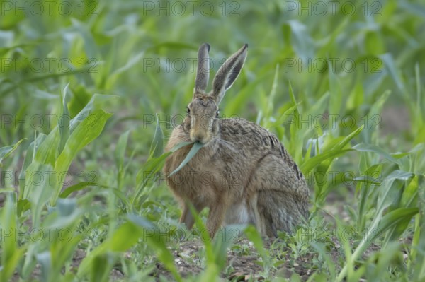 European brown hare (Lepus europaeus) adult animal feeding in a farmland maize field in summer, England, United Kingdom