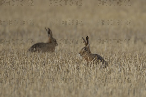 European brown hare (Lepus europaeus) two adult animals in a farmland stubble field in summer, England, United Kingdom