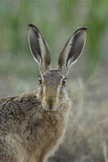 European brown hare (Lepus europaeus) head portrait adult animal in a farmland stubble field in summer, England, United Kingdom