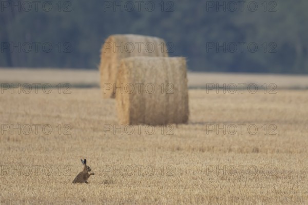 European brown hare (Lepus europaeus) adult animal in a farmland stubble field in summer with straw or hay bales in the background, England, United Kingdom