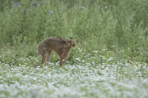 European brown hare (Lepus europaeus) adult animal stretching in a farmland field with Mayflower flowers in summer, England, United Kingdom