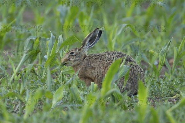 European brown hare (Lepus europaeus) adult animal feeding in a farmland maize field in summer, England, United Kingdom