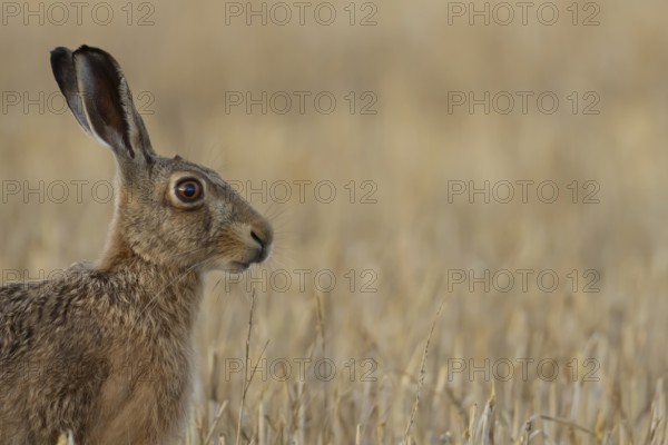 European brown hare (Lepus europaeus) adult animal in a farmland stubble field in summer, England, United Kingdom