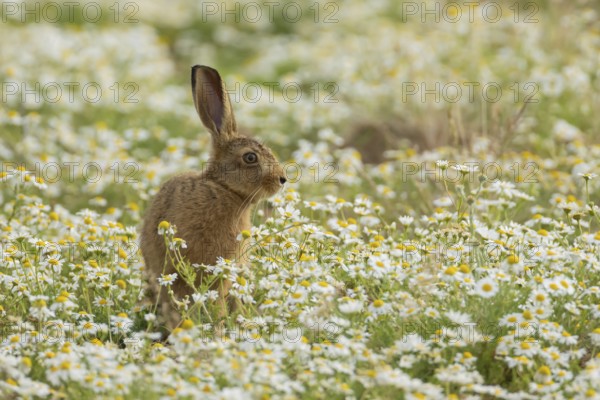 European brown hare (Lepus europaeus) juvenile baby leveret animal in a farmland field with Mayflower flowers in summer, England, United Kingdom