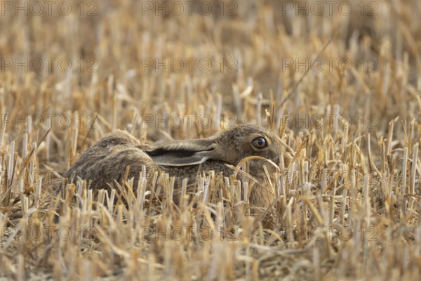 European brown hare (Lepus europaeus) juvenile leveret animal in a farmland stubble field in summer, England, United Kingdom