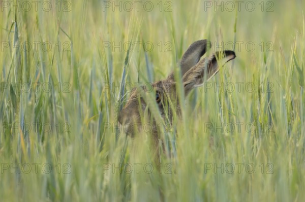 European brown hare (Lepus europaeus) adult animal in a farmland cereal field in summer, England, United Kingdom