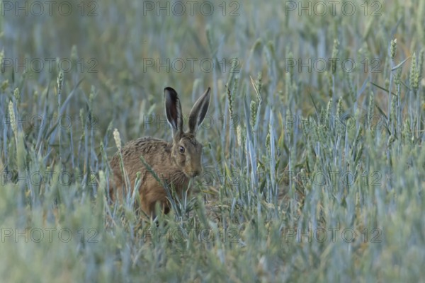 European brown hare (Lepus europaeus) adult animal feeding in a farmland wheat field in summer, England, United Kingdom