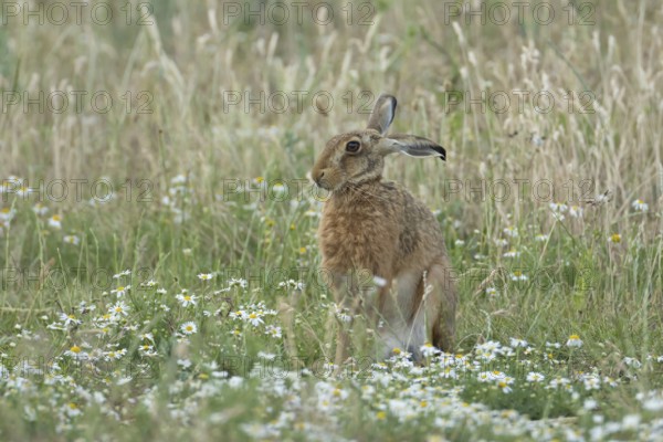 European brown hare (Lepus europaeus) adult animal in a farmland field with Mayflower flowers in summer, England, United Kingdom