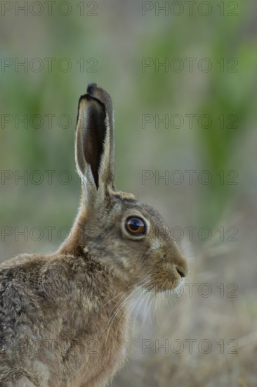European brown hare (Lepus europaeus) head portrait adult animal in a farmland stubble field in summer, England, United Kingdom