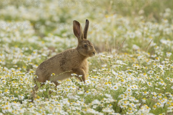 European brown hare (Lepus europaeus) juvenile baby leveret animal running in a farmland field with Mayflower flowers in summer, England, United Kingdom
