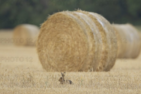 European brown hare (Lepus europaeus) adult animal in a farmland stubble field in summer with straw or hay bales in the background, England, United Kingdom