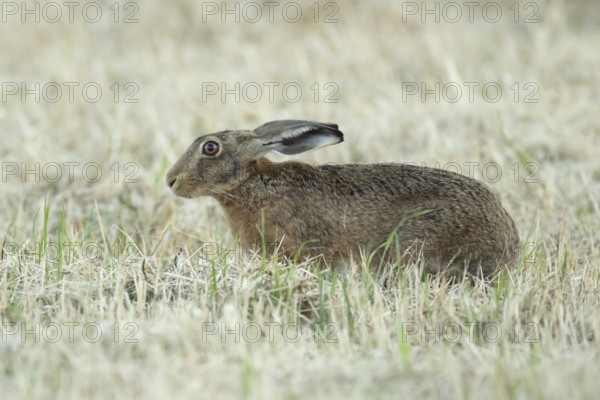European brown hare (Lepus europaeus) adult animal in a farmland stubble field in summer, England, United Kingdom