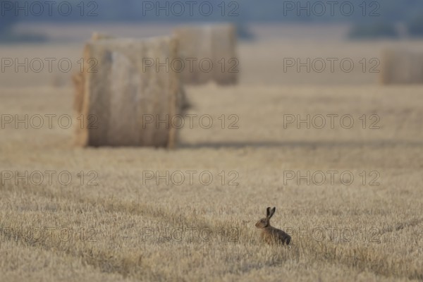 European brown hare (Lepus europaeus) adult animal in a farmland stubble field in summer with straw or hay bales in the background, England, United Kingdom