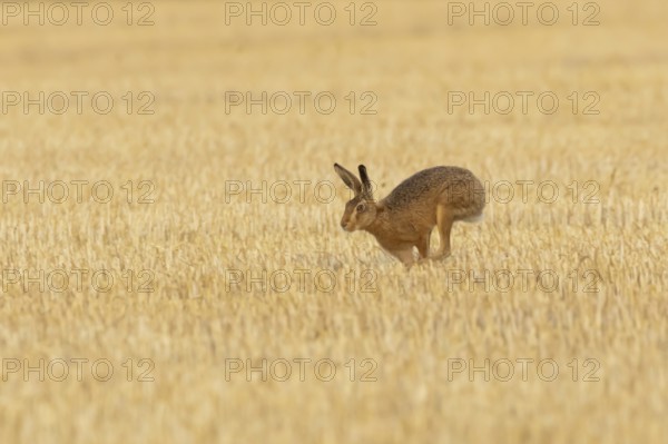 European brown hare (Lepus europaeus) adult animal running in a farmland stubble field in summer, England, United Kingdom