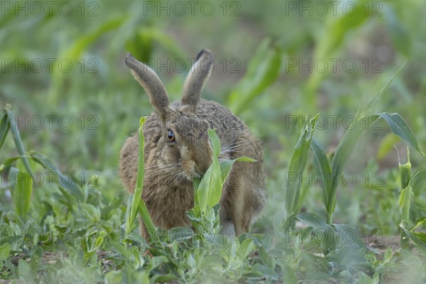 European brown hare (Lepus europaeus) adult animal feeding in a farmland maize field in summer, England, United Kingdom