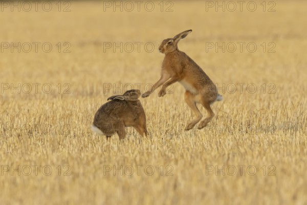 European brown hare (Lepus europaeus) two hares adult animals boxing in a farmland stubble field in summer, England, United Kingdom