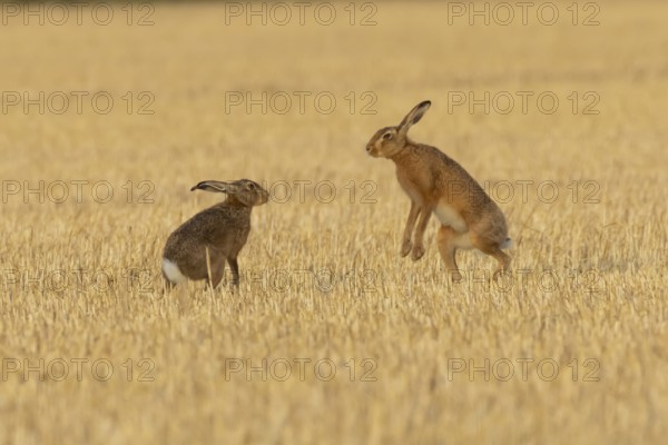 European brown hare (Lepus europaeus) two hares adult animals boxing in a farmland stubble field in summer, England, United Kingdom