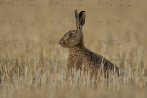 European brown hare (Lepus europaeus) adult animal in a farmland stubble field in summer, England, United Kingdom