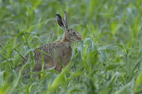 European brown hare (Lepus europaeus) adult animal feeding in a farmland maize field in summer, England, United Kingdom