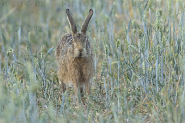 European brown hare (Lepus europaeus) adult animal stretching in a farmland wheat field in summer, England, United Kingdom