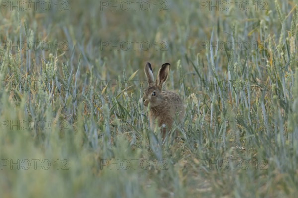 European brown hare (Lepus europaeus) juvenile baby leveret animal feeding in a farmland wheat field in summer, England, United Kingdom