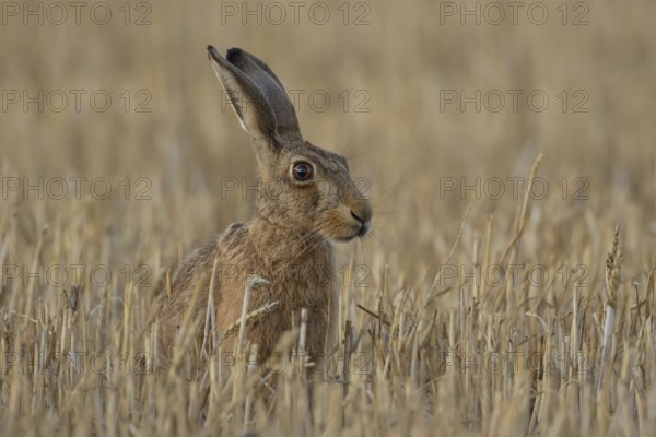 European brown hare (Lepus europaeus) adult animal in a farmland stubble field in summer, England, United Kingdom