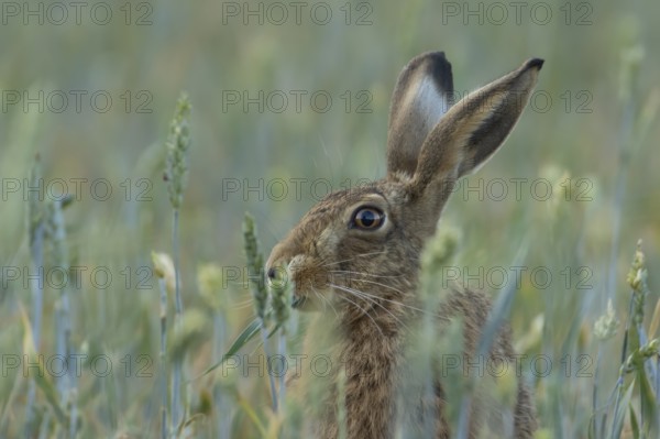 European brown hare (Lepus europaeus) adult animal feeding in a farmland wheat field in summer, England, United Kingdom