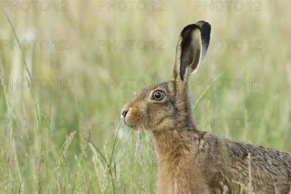 European brown hare (Lepus europaeus) head portrait adult animal in a farmland field in summer, England, United Kingdom