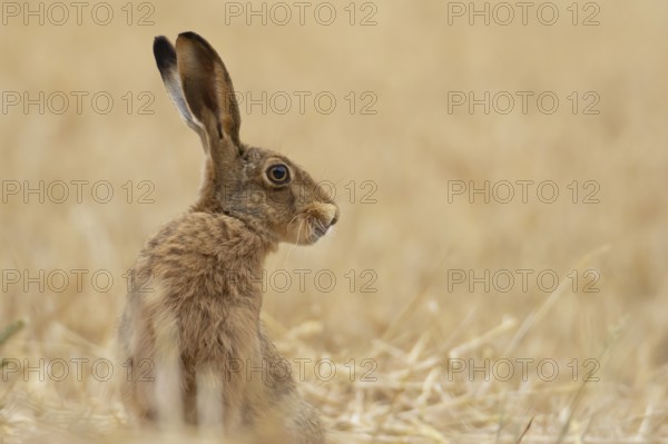 European brown hare (Lepus europaeus) adult animal in a farmland stubble field in summer, England, United Kingdom